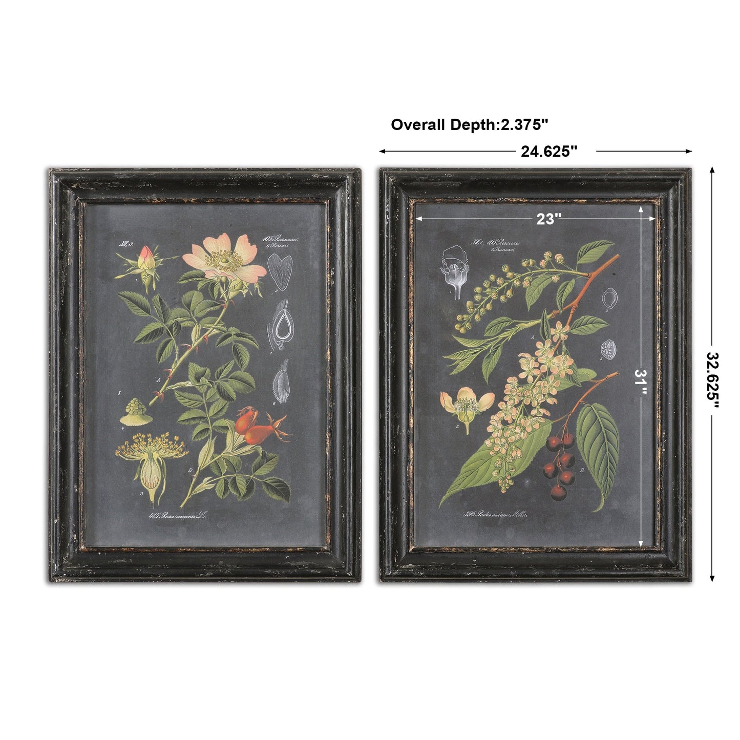 Uttermost Midnight Botanicals Wall Art S/2