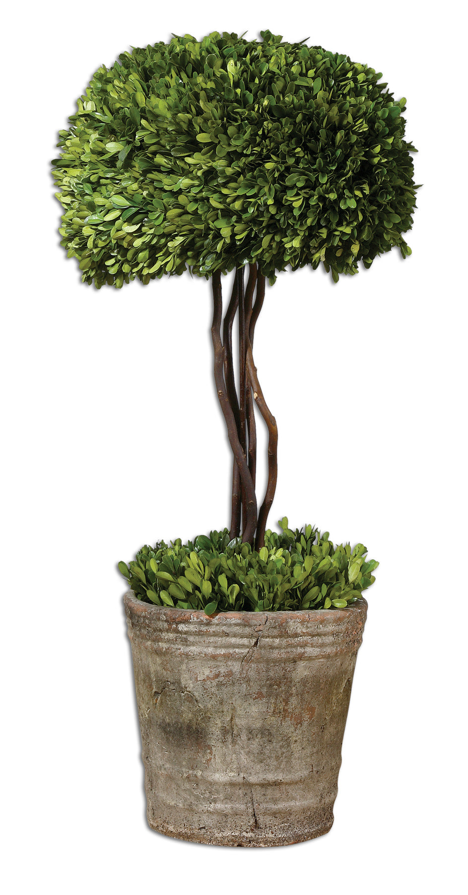 Uttermost Tree Topiary Preserved Boxwood